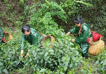 六百里猴魁開園采摘.jpg 六百里猴魁開園采摘.jpg