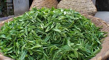 六百里猴魁開園采摘.jpg 六百里猴魁開園采摘.jpg