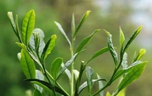 太平猴魁為何沒有雨前雨后呢.jpg 太平猴魁為何沒有雨前雨后呢.jpg